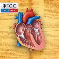 Анатомия (Цифровой атлас школьника) - fgospostavki.ru - Владивосток