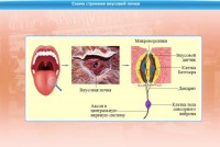 Интерактивные курсы. Биология 10 класс. Расширенный. - fgospostavki.ru - Владивосток