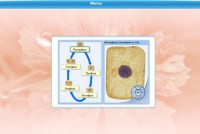 Интерактивные курсы. Биология 6 класс. Базовый - fgospostavki.ru - Владивосток