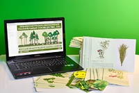 Гербарий натурально-интерактивный "Растительные сообщества. Лес" - fgospostavki.ru - Владивосток