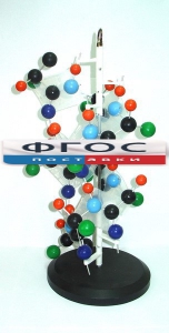 Модель "Структура белка" - fgospostavki.ru - Владивосток