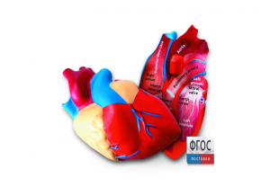 Модель сердца человека (анатомическая) - fgospostavki.ru - Владивосток