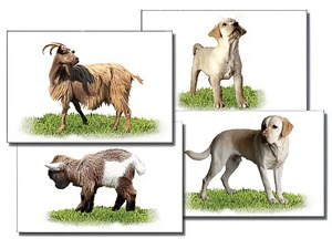 Набор карточек "Домашние животные" (раздаточные) - fgospostavki.ru - Владивосток
