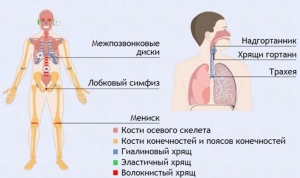Интерактивные курсы. Биология 9 класс. Базовый. - fgospostavki.ru - Владивосток