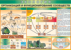 Таблица "Организация и функционирование сообществ" (100х140 сантиметров, винил) - fgospostavki.ru - Владивосток