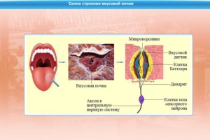 Интерактивные курсы. Биология 10 класс. Базовый. - fgospostavki.ru - Владивосток