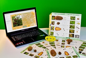 Коллекция натурально-интерактивная "Шишки, плоды, семена деревьев и кустарников" - fgospostavki.ru - Владивосток