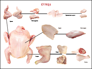 Таблица "Правила разделки мясных туш. Курица" (100х140 сантиметров, винил) - fgospostavki.ru - Владивосток