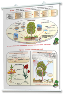 Плакаты по природоведению 2-3 классы. Для оформления кабинета. - fgospostavki.ru - Владивосток