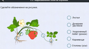 Интерактивные курсы. Биология 7 класс. Расширенный. - fgospostavki.ru - Владивосток