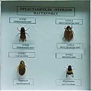 Коллекция энтомологическая "Представители отряда насекомых" - fgospostavki.ru - Владивосток