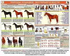 Комплект плакатов "Служебное коневодство" - fgospostavki.ru - Владивосток