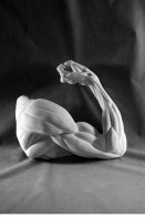 Рука согнутая в локте (гипс) - fgospostavki.ru - Владивосток