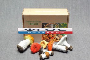 Набор муляжей грибов - fgospostavki.ru - Владивосток