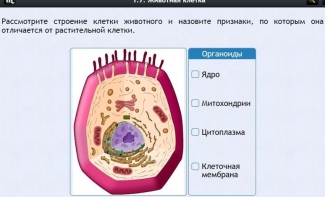 Интерактивные курсы. Биология 8 класс. Базовый - fgospostavki.ru - Владивосток