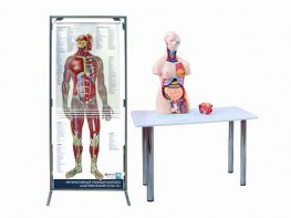 Интерактивный учебный комплекс "Анатомический атлас 3D" - fgospostavki.ru - Владивосток