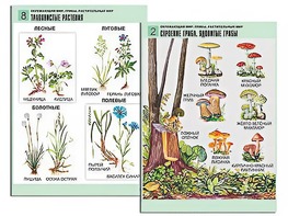 Комплект таблиц "Окружающий мир. Грибы. Растительный мир" (12 таблиц, А1, ламинированные) - fgospostavki.ru - Владивосток