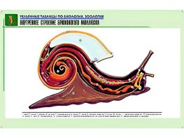 Рельефная таблица "Внутреннее строение брюхоногого моллюска" (формат А1, матовое ламинирование) - fgospostavki.ru - Владивосток