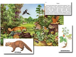 Магнитный плакат-аппликация "Лес: биоразнообразие и взаимосвязи в сообществе" - fgospostavki.ru - Владивосток