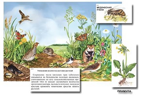 Магнитный плакат-аппликация "Луг: биоразнообразие и взаимосвязи в сообществе" - fgospostavki.ru - Владивосток
