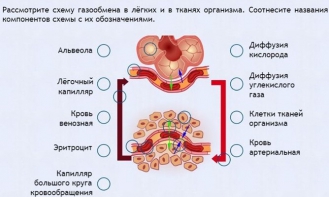 Интерактивные курсы. Биология 9 класс. Расширенный. - fgospostavki.ru - Владивосток
