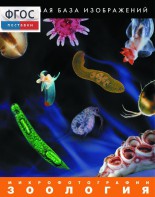 Зоология. Микрофотографии. (Цифровая база изображений) - fgospostavki.ru - Владивосток