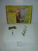 Гербарий "Лекарственные растения" (20 видов) - fgospostavki.ru - Владивосток
