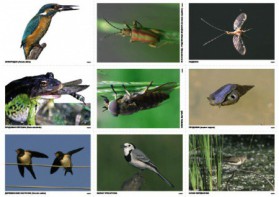 Комплект таблиц Природные зоны России. Сообщества (комплект 18 таблиц) - fgospostavki.ru - Владивосток