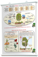 Плакаты по природоведению 2-3 классы. Для оформления кабинета. - fgospostavki.ru - Владивосток