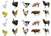 Комплект карточек "Запоминай, играй, считай" - Домашние животные - fgospostavki.ru - Владивосток