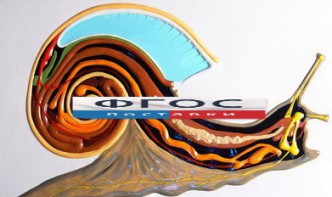 Модель барельефная "Внутреннее строение брюхоногого моллюска" - fgospostavki.ru - Владивосток